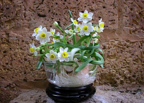 Cây để bàn làm việc