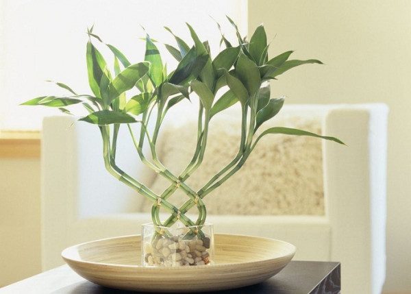 Cây để bàn làm việc