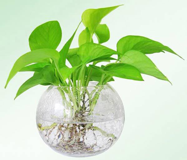 Cây để bàn làm việc