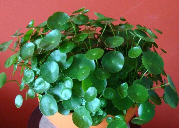 Cây để bàn làm việc