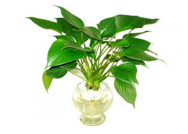Cây để bàn làm việc