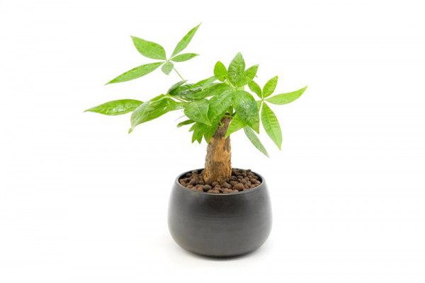 Trang trí bàn làm việc