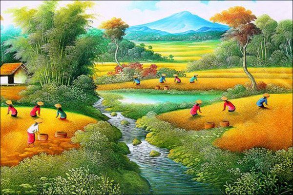 Đồng lúa quê hương vào vụ thu hoạch
