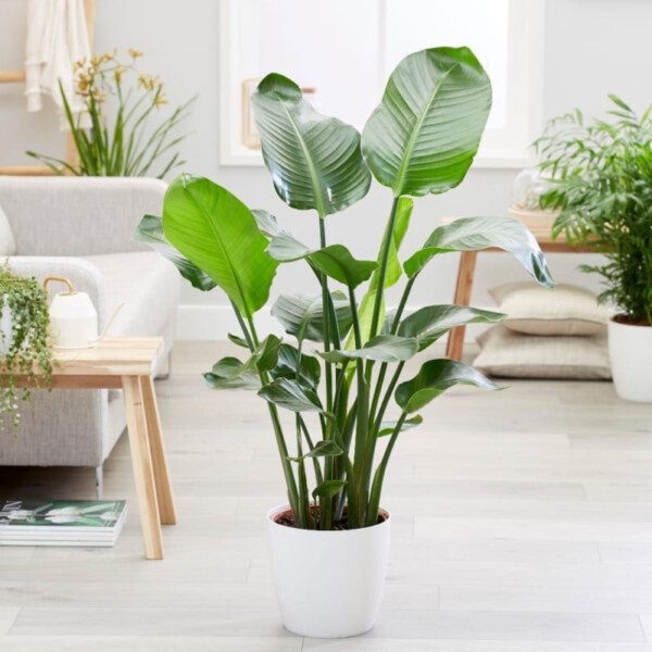 Cây Giả Trang Trí Nội Thất Đẹp Như Mơ Cùng 11+ Ý Tưởng Độc Đáo
