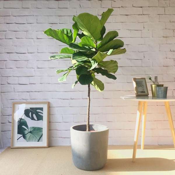 Cây Giả Trang Trí Nội Thất Đẹp Như Mơ Cùng 11+ Ý Tưởng Độc Đáo