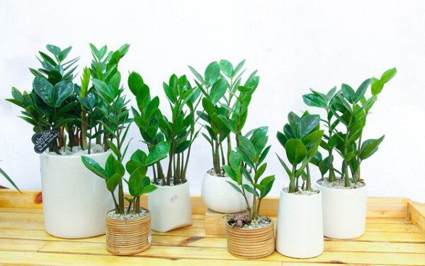 Cây Giả Trang Trí Nội Thất Đẹp Như Mơ Cùng 11+ Ý Tưởng Độc Đáo