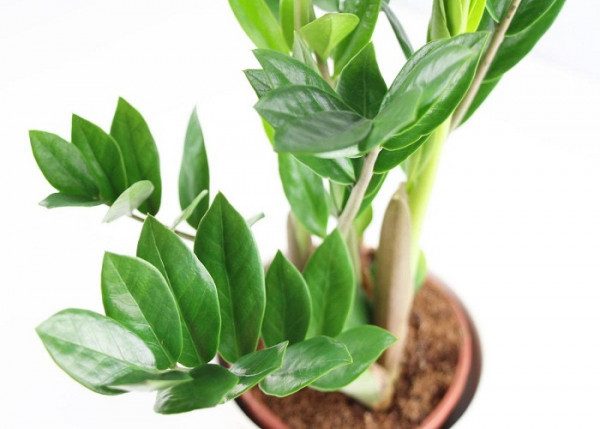 Cây để bàn làm việc